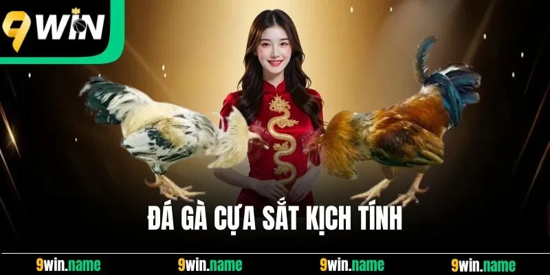 Đá gà cựa sắt kịch tính